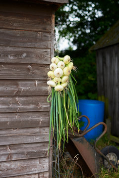 Homegrown onions hanging on the side of a wooden shed.