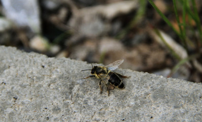 bee can not fly, crawling on the curb for an hour, visible damage is not noticed