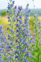 Fototapeta premium Blühender Natternkopf, Echium vulgare