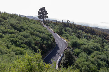 A large road through a pine forest in the Teide National Park, Tenerife