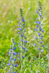 Gewöhnlicher Natternkopf, Echium vulgare