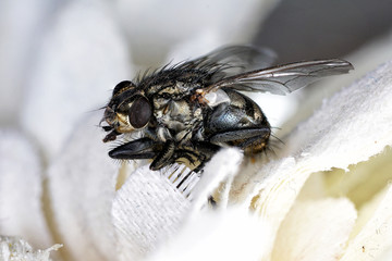 Housefly photographed several times and put the sharp parts together 