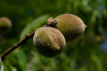 Close up picture of a peach in the tree