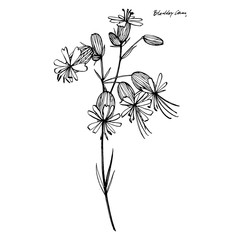 Bladder campion flowers. Set of drawing cornflowers, floral elements, hand drawn botanical illustration. Good for cosmetics, medicine, treating, aromatherapy, nursing, package design, field bouquet