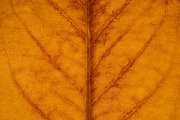 Macro on Autumn Foliage. Close up