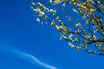 Beautiful spring blossoming tree on the blue sky background