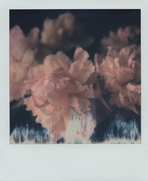 Tender delicate flowers in close-up
