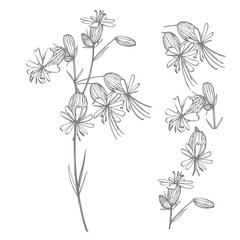 Bladder campion flowers. Set of drawing cornflowers, floral elements, hand drawn botanical illustration. Good for cosmetics, medicine, treating, aromatherapy, nursing, package design, field bouquet