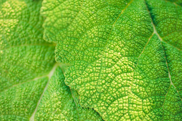 fleshy leaves burdock macro photo for background.