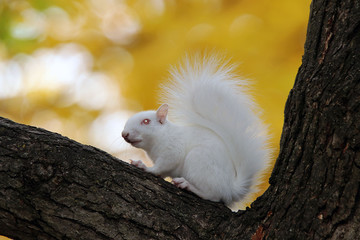 albino squirrel