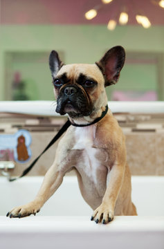 Groomer: Bulldog In Bathtub Looks Out