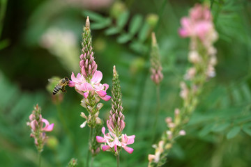 Biene an rosa Lupine und grüner Hintergrund - Stockfoto