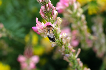 Biene an rosa Lupine und grüner Hintergrund - Stockfoto