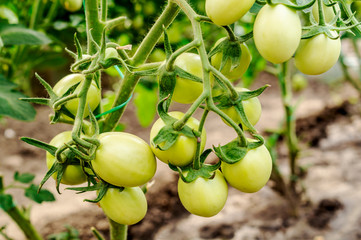 Unripe beautiful tomatoes on a branch in greenhouse. Organic home production of food