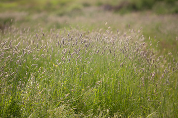 Grass in field at summer background or texture. Natural, grape. Grass in field at summer background or texture near Shemakha, Azerbaijan.