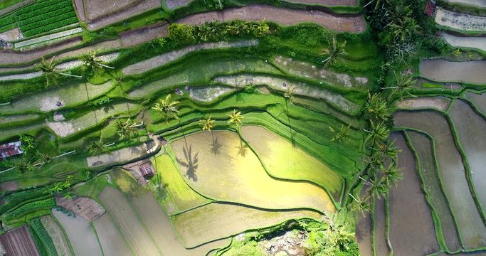 AERIAL: Rice terraces. Bali, indonesia.
