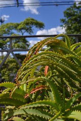 Fototapeta premium Planta, una variedad de aloe o penca