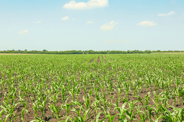 Fototapeta na wymiar Green corn field against sky, space for text. Agriculture