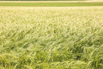 Naklejka premium Green barley field, space for text. Agriculture