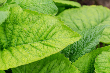 green foliage in raindrops after summer rain. natural foliage texture
