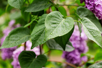 lilac leaves after the rain