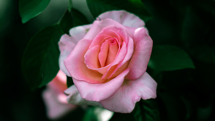 pink rose