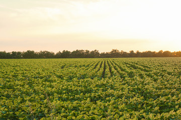 Green sunflower field at sunset, space for text. Agriculture