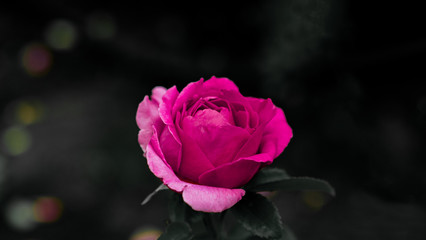 pink rose in the dark