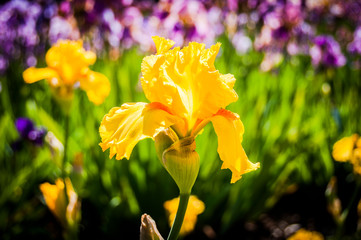 Basel, Schwertlilie, Iris, Germanica Blume, Garten, Frühling, Blumengarten, Schweiz © bill_17