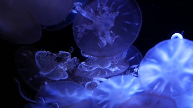 Close-up Jellyfish, Medusa in fish tank with neon light.
