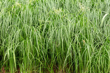 wall of wet green grass after the rain