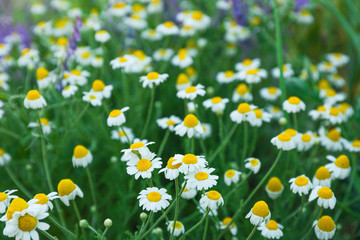 Fototapeta premium Beautiful field daisies as background, space for text