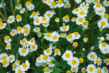 Beautiful field daisies as background, top view
