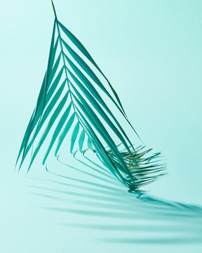 Blue branch of a palm tree on a blue background with a pattern from the shadows