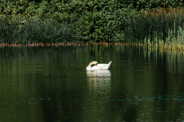 Swan on the water