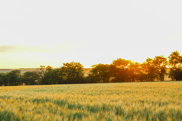 Wheat field at sunset, space for text. Agriculture