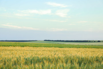 Fototapeta premium Fields against blue sky, space for text. Agriculture