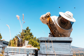 Beekeeper working collect honey