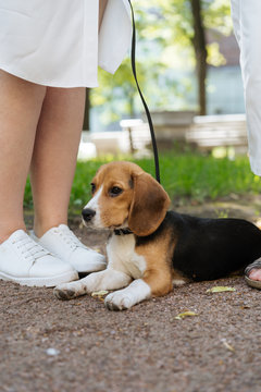 Adorable little beagle puppy on leach