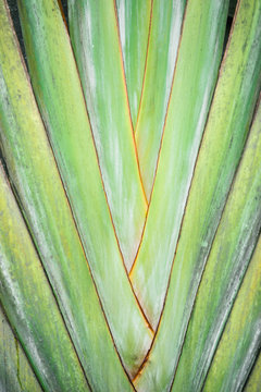 Textured abstract green tropical leaf