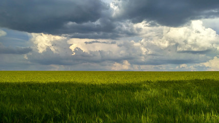Fototapeta na wymiar Endless green field of wheat against the backdrop of a stormy sky