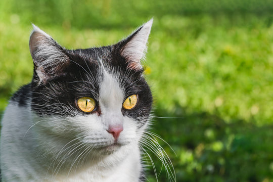 A profile photo of a beautiful adult young black and white cat with big yellow eyes in a garden in summer