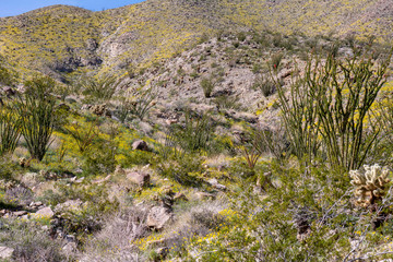 desert flower super bloom