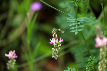 Rosa Blüte in grüner Umgebung und heranfliegende Biene - Stockfoto