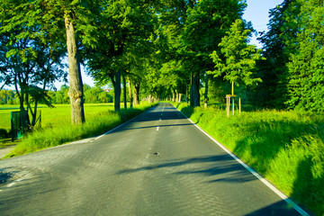 Tree avenue of a country road in Hesse, Germany