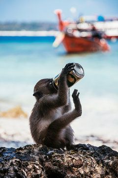 Exuberant Monkey drinking freshly stolen beer to a tourist. Phi Phi island. Thailand.