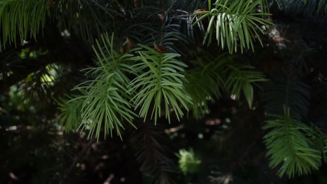 Background of green pine branches in nature. Summer.