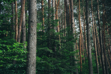 Sunbeam coming through the forest trees