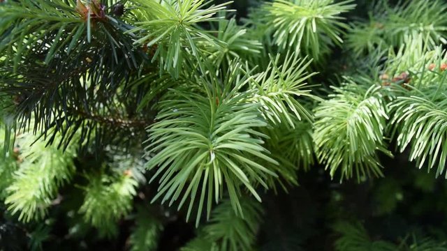 Background of green pine branches in nature. Summer.