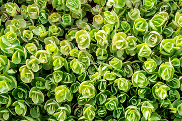 Top view of Sedum tetractinum, also known as Coral Reef , a perennial succulent often used as ground cover and in rock gardens. Beautiful, fresh, green background. Selective focus